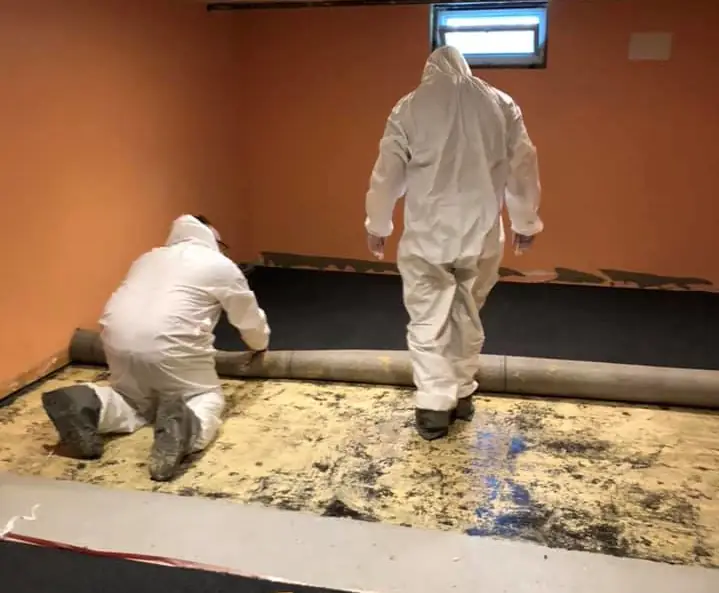 Basement mold