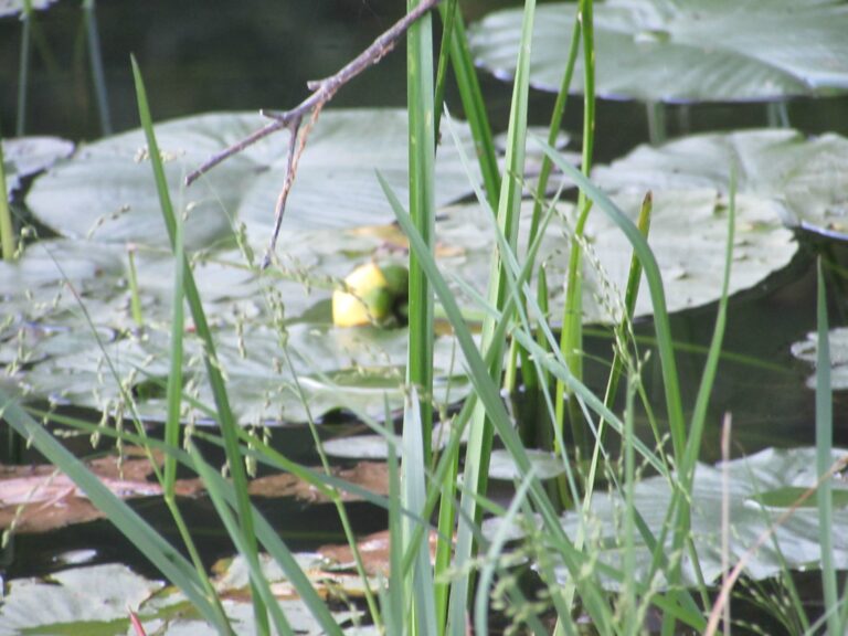 Lillypads